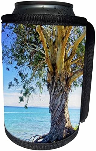 3Drose eucalipt arbore pe coasta Pacificului - poate o înveliș cu sticlă mai rece