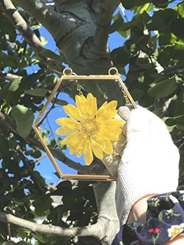 Cadru dublu din sticlă Beedecor pentru flori presate, fotografie polaroid și opere de artă - rame de flori presate - ramă de